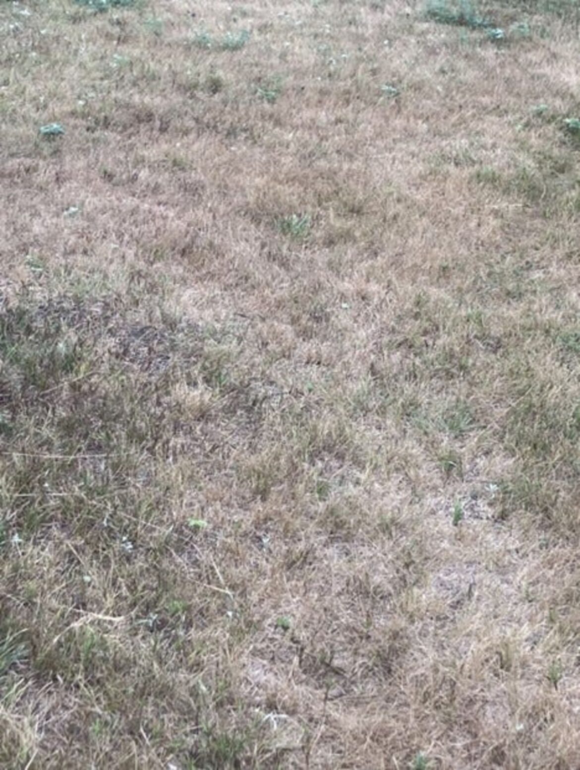 Dakota Gardener: Why is my grass brown?