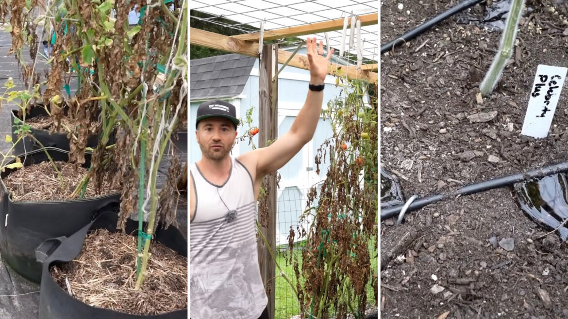 A man stands by wilted tomato plants in containers, with a garden structure in the background.