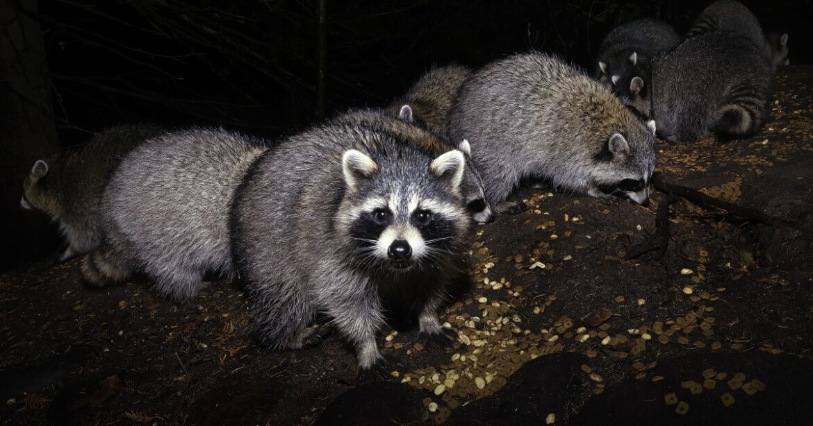 Connecticut Garden Journal: Don't let raccoons stop you from growing corn