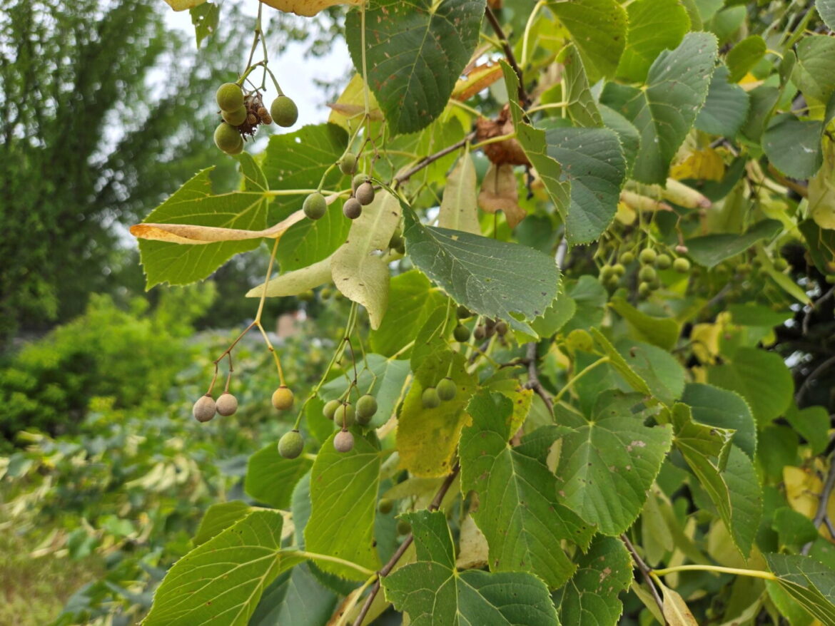 Many types of lindens are sold locally and adapted to our climate – InForum Many types of lindens are sold locally and adapted to our climate - InForum