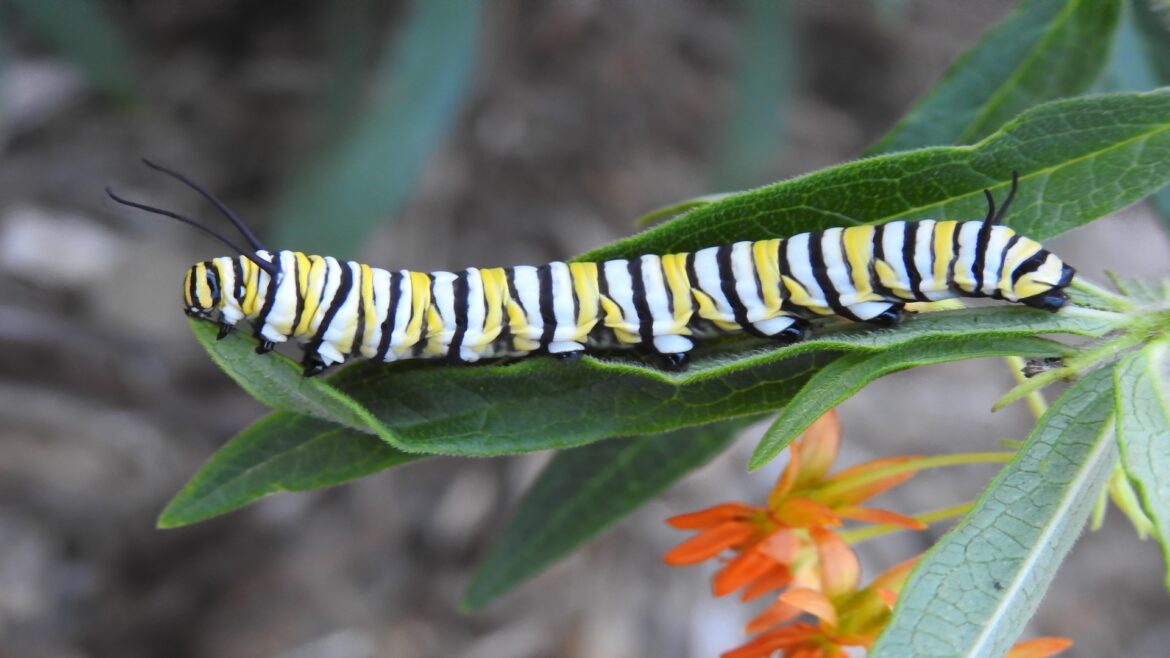 Tiny monarch caterpillars steal the show at South Carolina’s free pollinator garden class A black and yellow striped caterpillar on a green leaf surrounded by orange flowers.