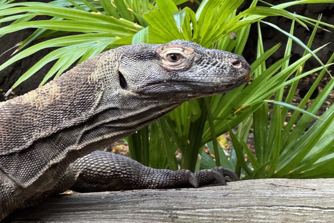 Galveston's Moody Gardens welcomes a giant new resident