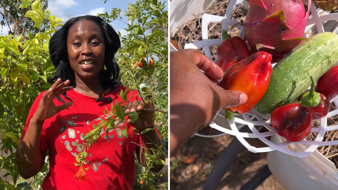 A backyard food forest keeps producing through heat that wipes out garden beds A woman holds a plant branch with leaves and flowers while another image shows various harvested vegetables.