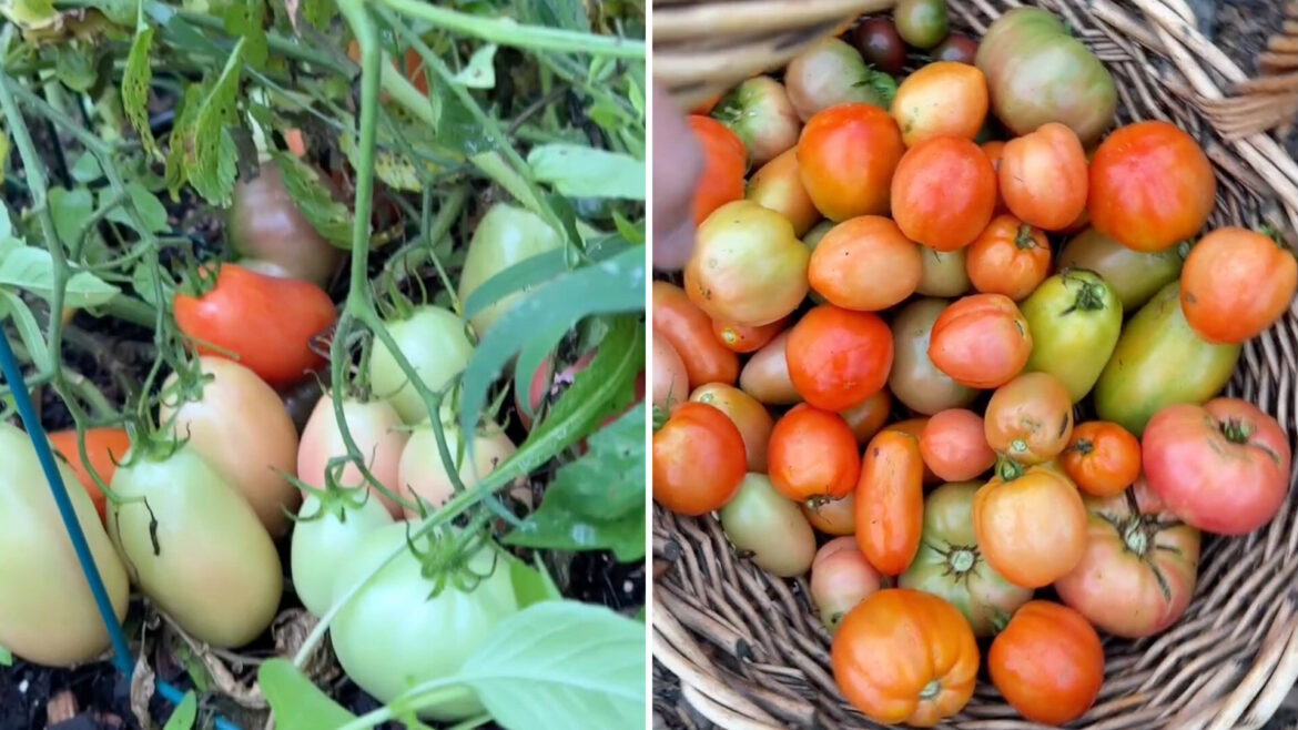 Maryland gardener says her worst tomato season still produced her biggest harvest ever Tomatoes of various colors and sizes are growing on plants and gathered in a woven basket.