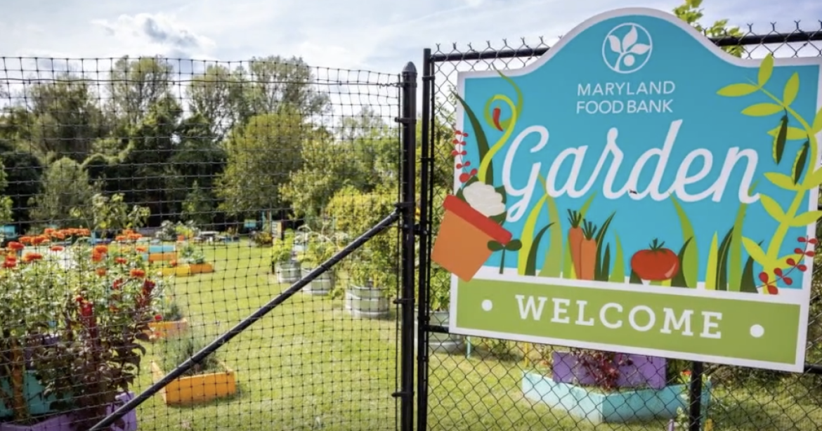 Discover growing volunteer opportunities at The Maryland Food Bank’s Garden