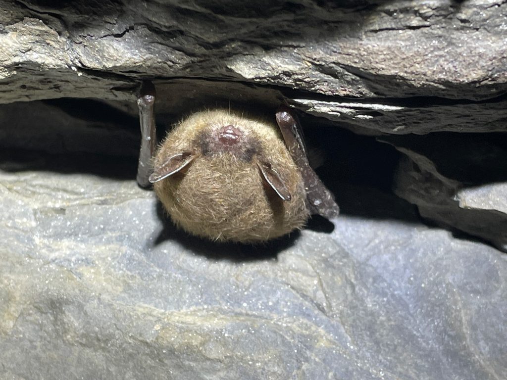 Supporting Bats With Gardening Photo of a bat