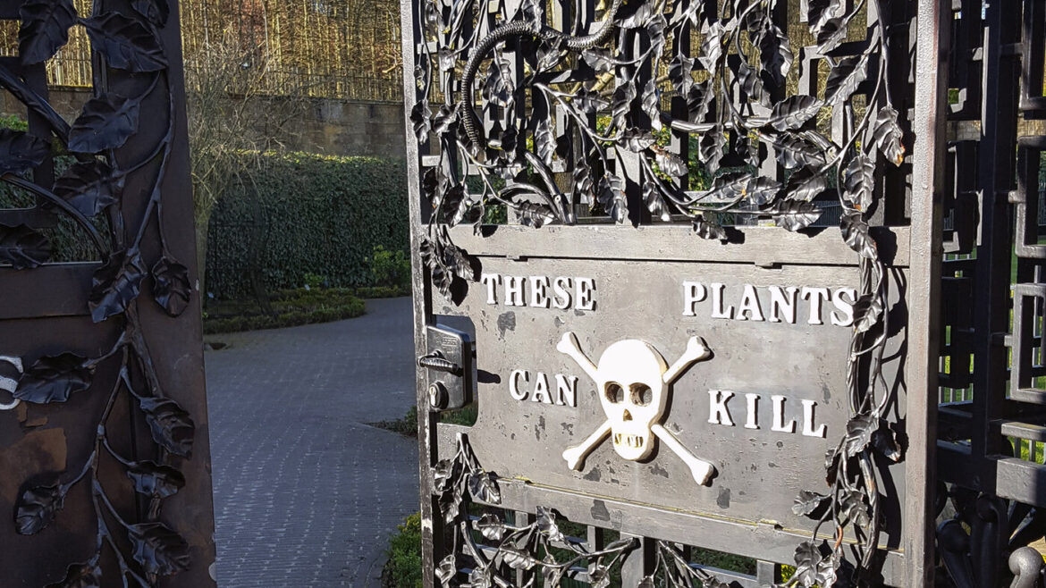 Poison Garden Curates Medicine’s Medieval Roots : Shots Poison Garden Curates Medicine's Medieval Roots : Shots