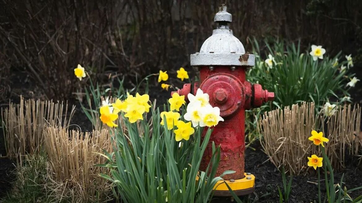 Fire Defense or Wildlife Habitat? California Gardeners Confront a Growing Tradeoff