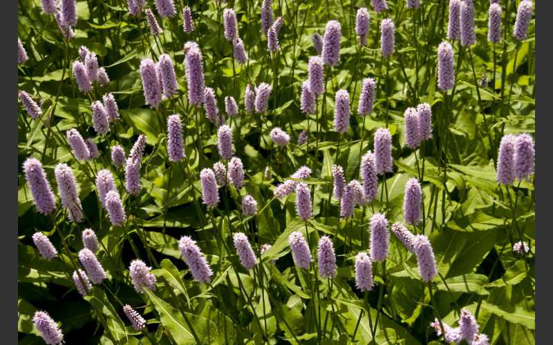University of Illinois Extension Offers Gardening Tips As Warmer Weather Gears Up – Taylorville Daily News University of Illinois Extension Offers Gardening Tips As Warmer Weather Gears Up
