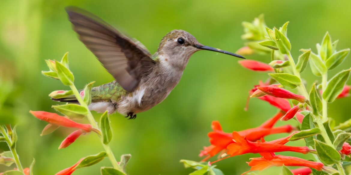 25 Colorful Flowers That Will Bring Hummingbirds to Your Yard