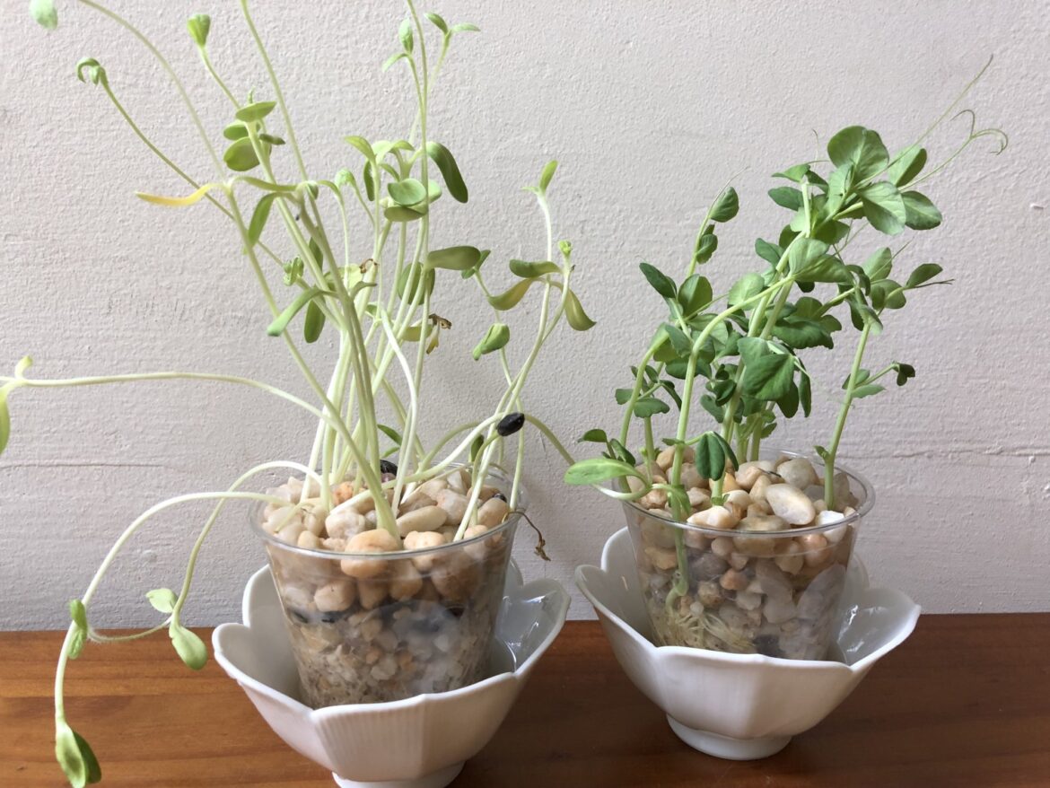 How to grow a garden in gravel – WTOP News How to grow a garden in gravel – WTOP News
