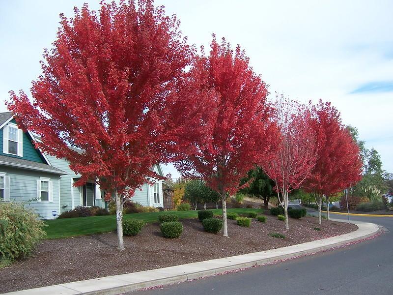 Trees with brilliant fall color to plant in Pacific Northwest gardens Row of vibrant red maple trees lining a residential street during autumn.