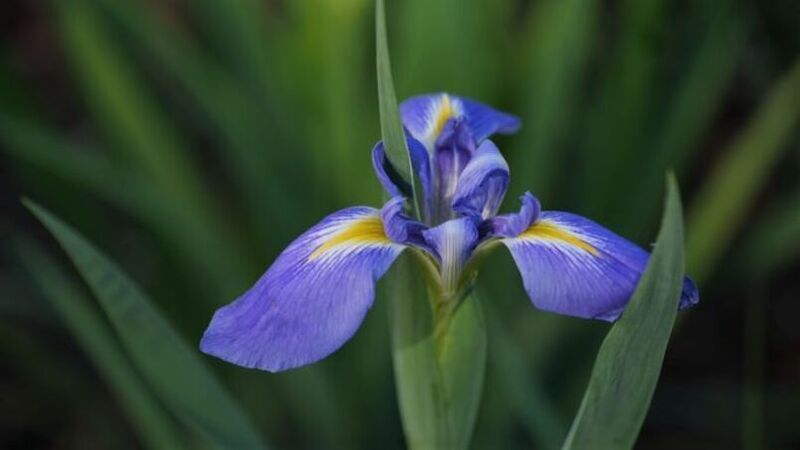 Louisiana irises put on a show around the parish in April Louisiana irises put on a show around the parish in April