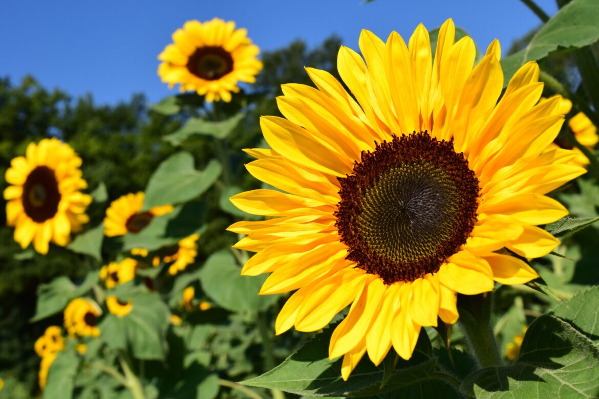Prairie Fare: Sunflowers — Beauty, nutrition and North Dakota pride -