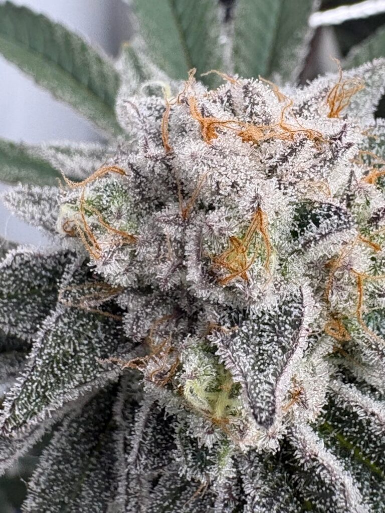 Cap Junky 8 weeks flower in DWC Cap Junky 8 weeks flower in DWC