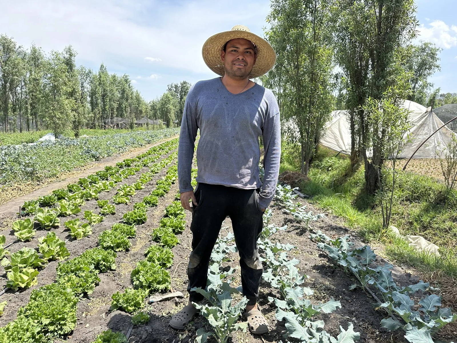 Chinampero Jose Paiz stands among rows of greens.
