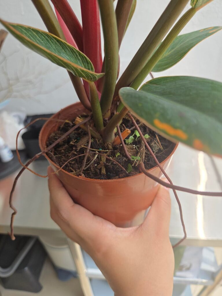 Bought her yesterday, her aerial roots are so long but her soil is moist. Does that mean she is root bound? Bought her yesterday, her aerial roots are so long but her soil is moist. Does that mean she is root bound?