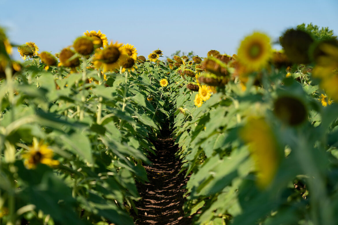 Alternative crops offer producers diversification and late-planting options sunflowers grow in a field as a crop