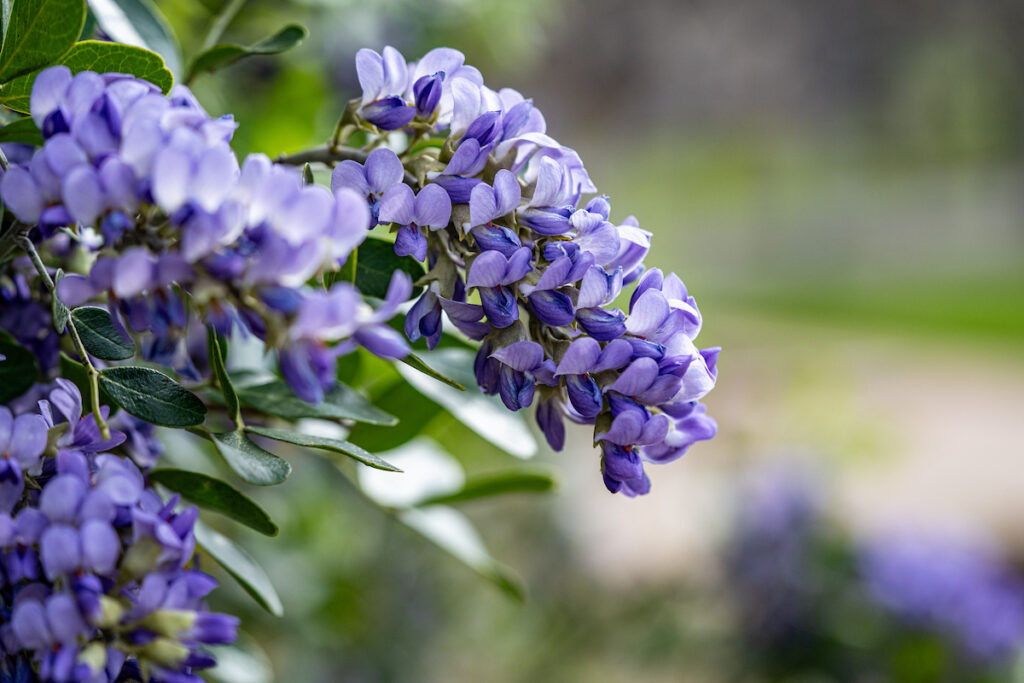 Texas mountain laurel flowers