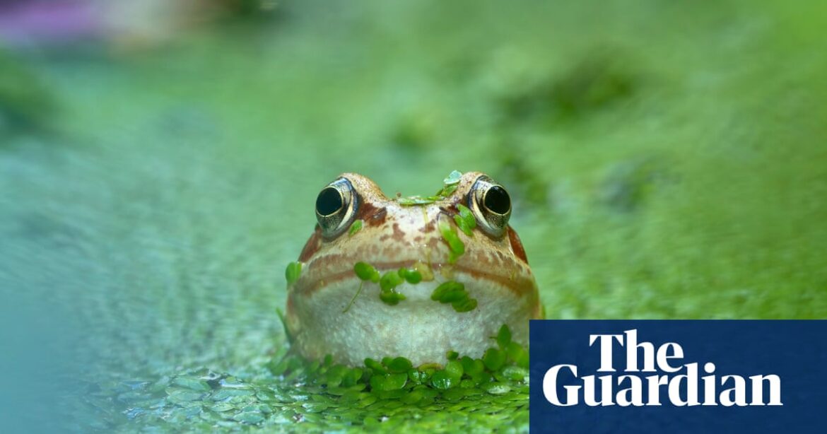 Ponds need more than a drop of protection | Water Ponds need more than a drop of protection | Water