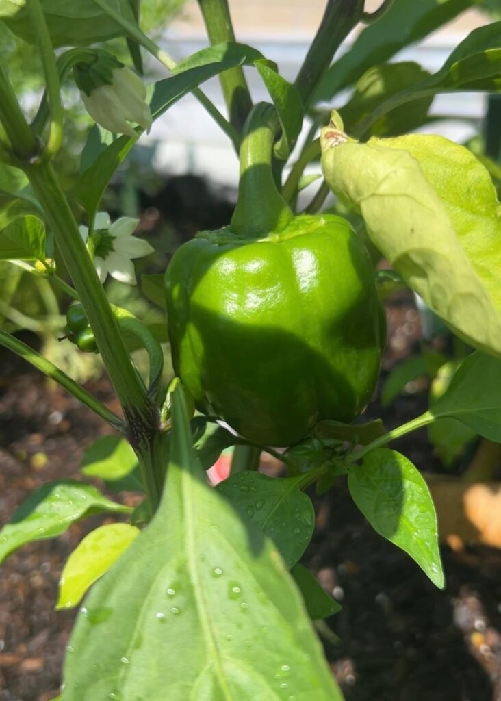 Someone stole my peppers, anxious about more theft Someone stole my peppers, anxious about more theft