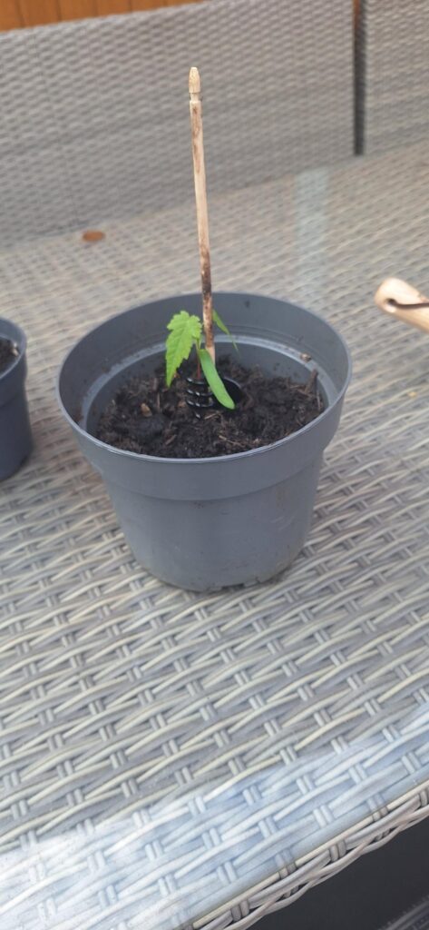 4 months ago I rescued a baby sycamore from a dark and dingy alleyway... This is her then and now!