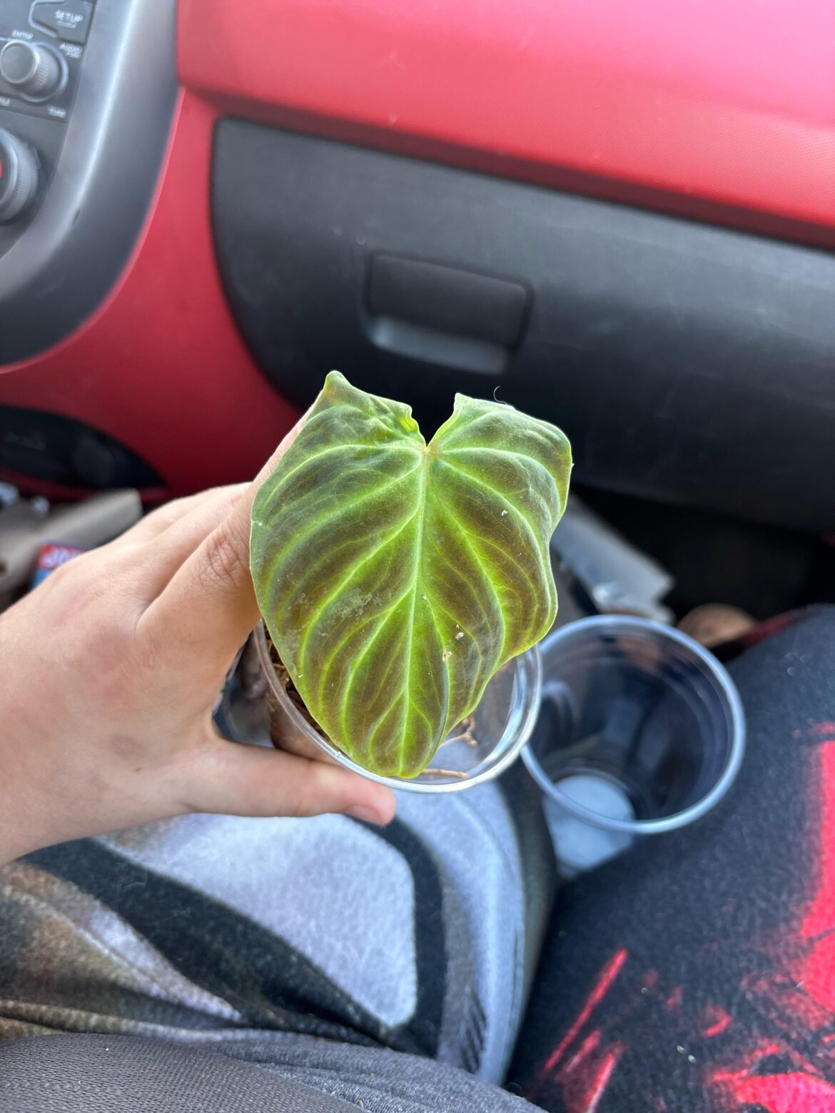 I got a verrucossum cutting for $25