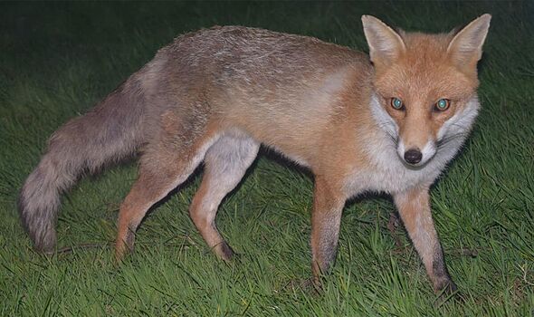 Foxes in your garden – how to humanely keep them away from your green space Apple App Store