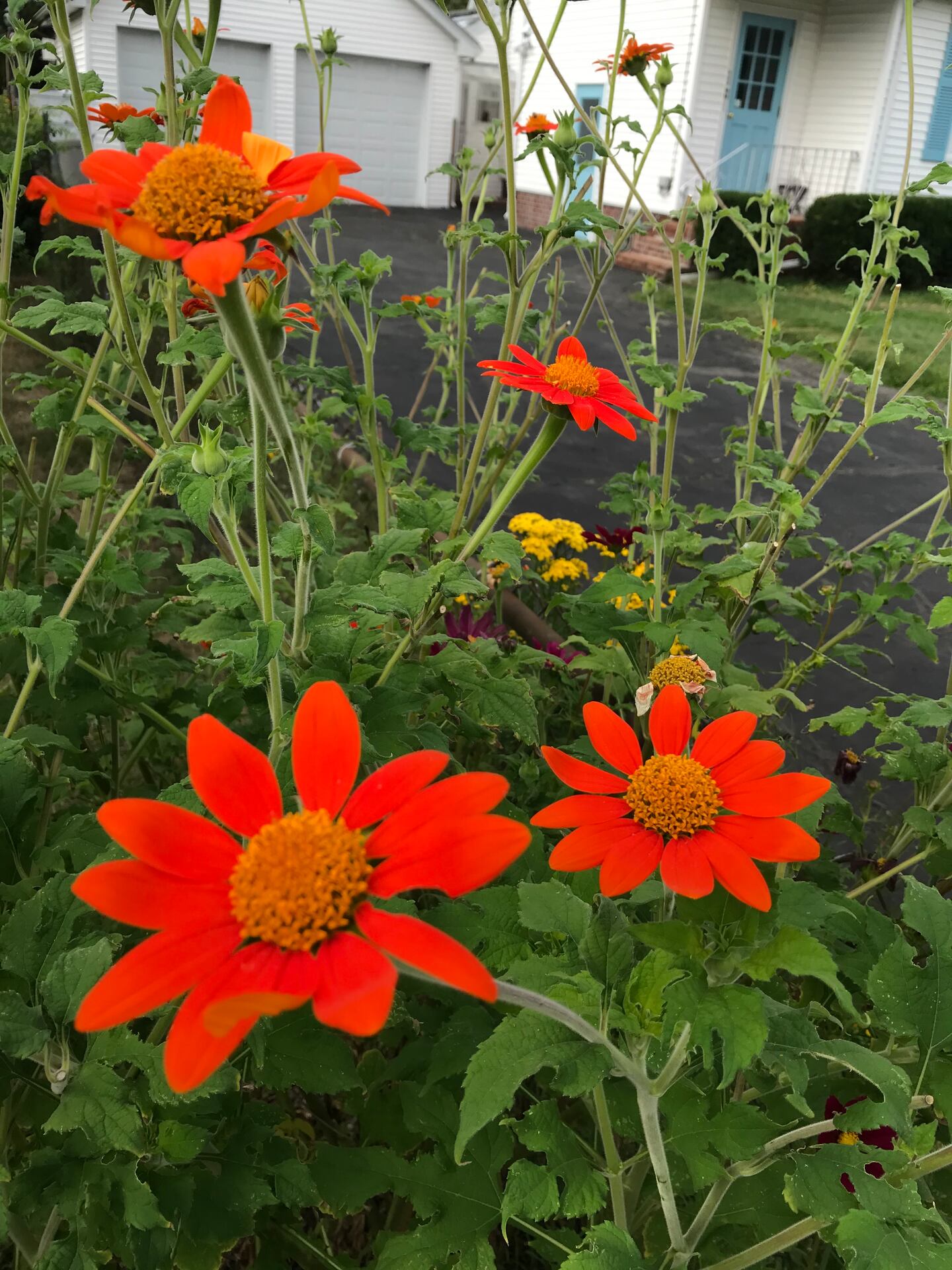 Tithonia, also called Mexican sunflower, brings a burst of color to Kris Engdahl's Watertown front yard.  