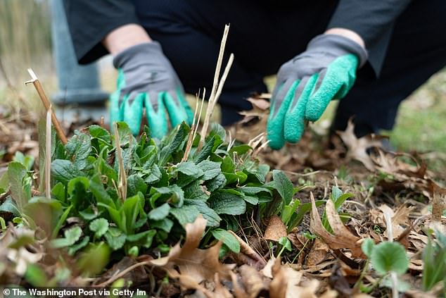 Under the agreement, the couple was allowed to keep virtually all of their garden intact but agreed to remove plants within three feet of their neighbor's land and six feet of the sidewalk