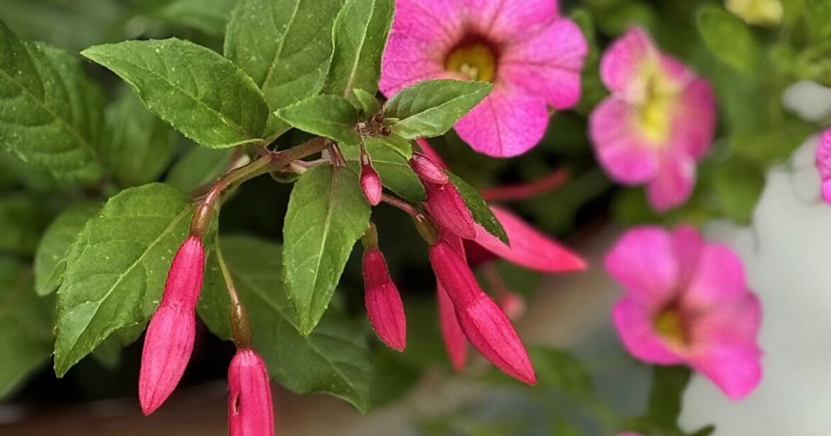 This fuchsia is a gardener game changer | Home and Garden This fuchsia is a gardener game changer | Home and Garden