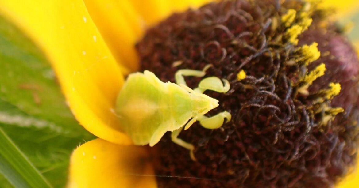 A slow walk through the pollinator garden reveals a hidden world | Outdoors