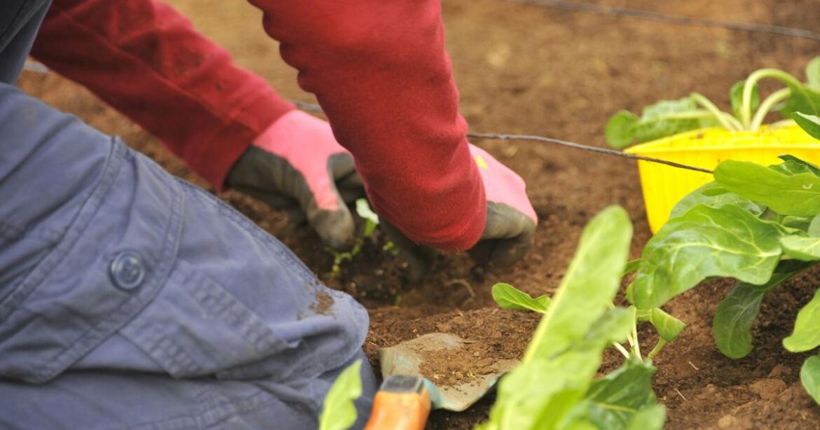 Master Gardener basic training classes begin Oct. 1 | Lifestyles