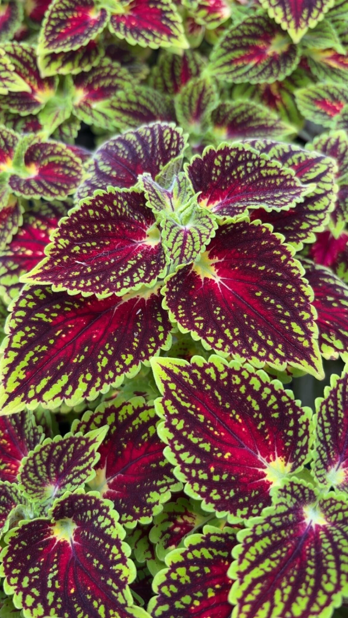 Coleus