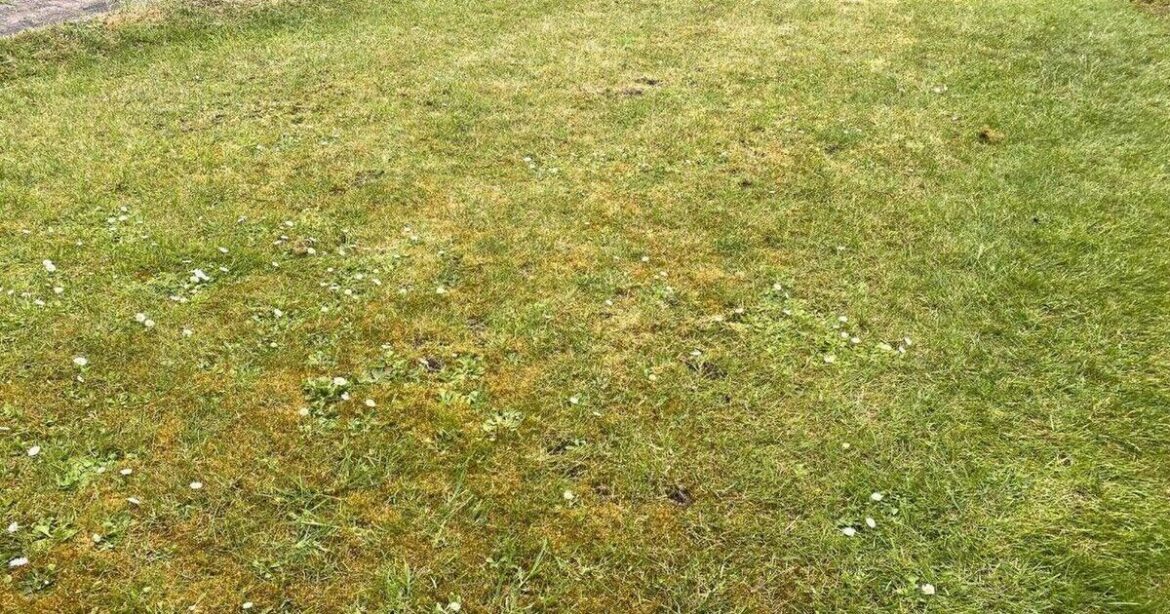 How to remove moss and weeds from lawn with Monty Don’s fast method How to remove moss and weeds from lawn with Monty Don’s fast method