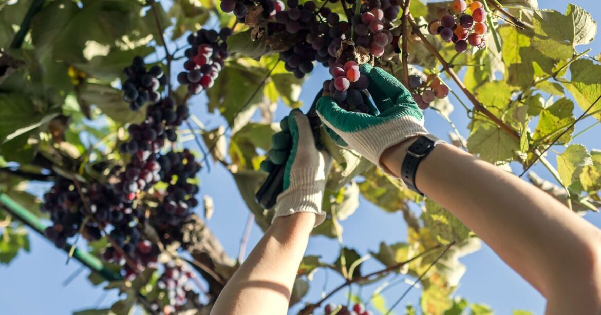 Gardeners urged to do one quick job before Monday