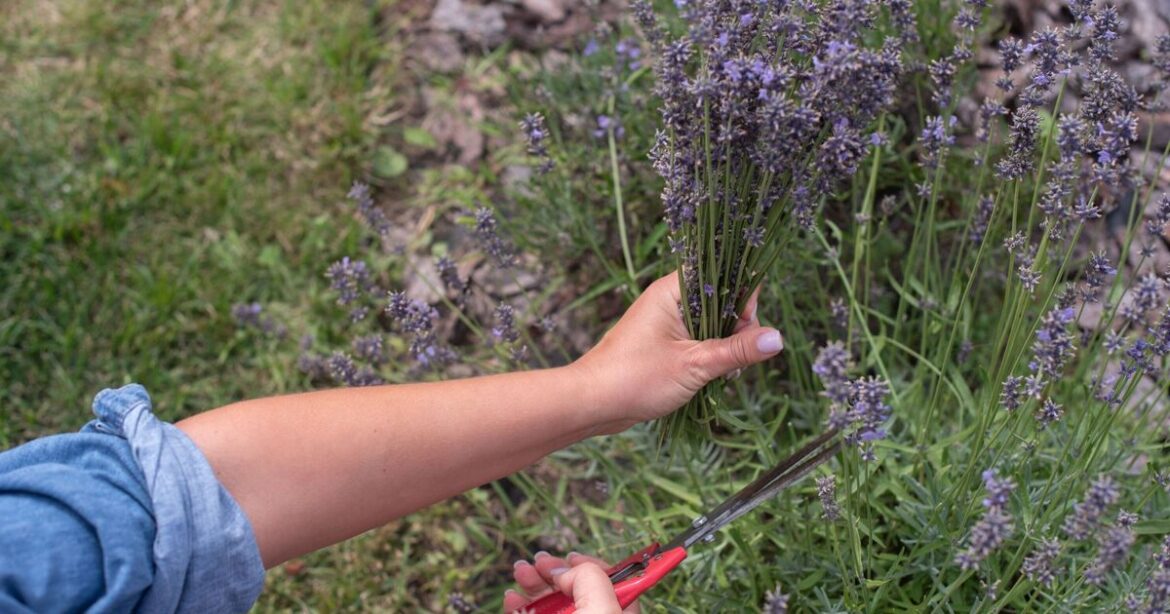 Lavender will never be leggy or woody if you follow Monty Don’s pruning tip now