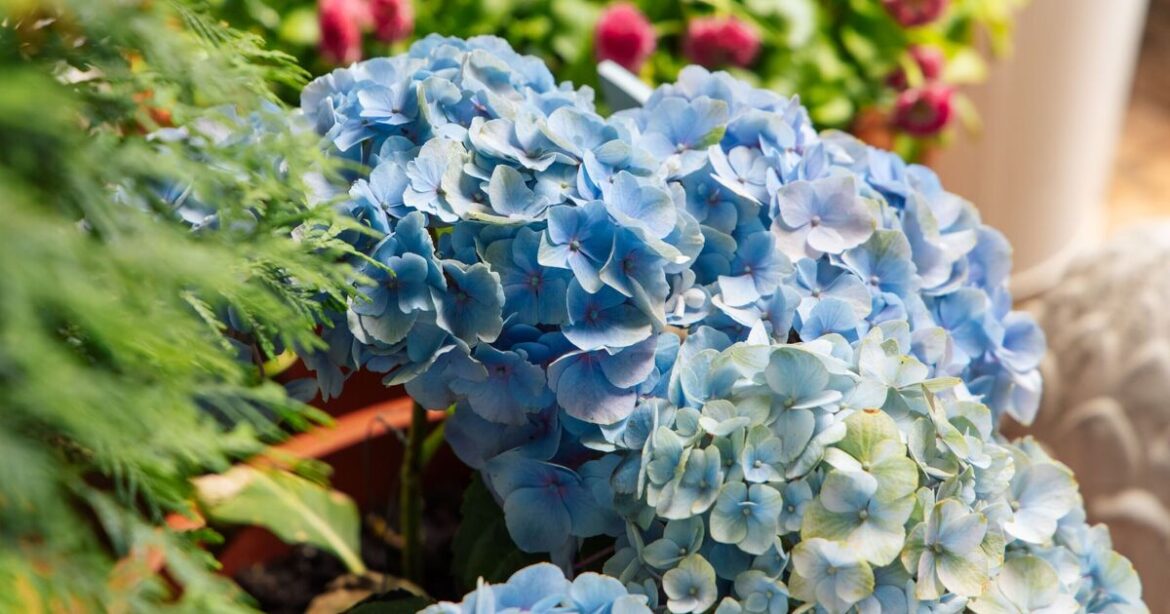 Hydrangeas stay happy in hosepipe ban with 1 item in soil Hydrangeas stay happy in hosepipe ban with 1 item in soil