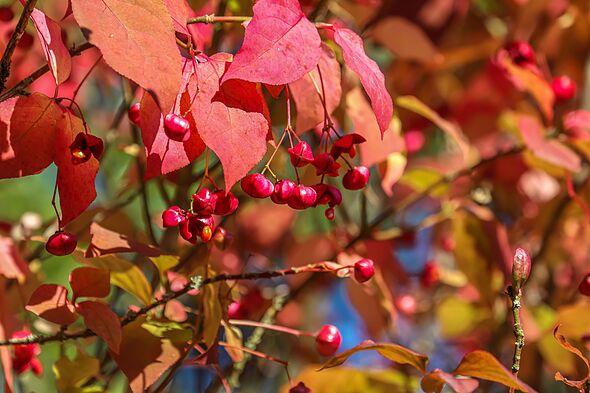 Euonymus europaeus, the spindle, European spindle, or common spindle. Euonymus europaeus, the spindle, European spindle, or common spindle.