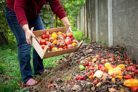 Woman emptying food waste onto garden compost heap Woman emptying food waste onto garden compost heap