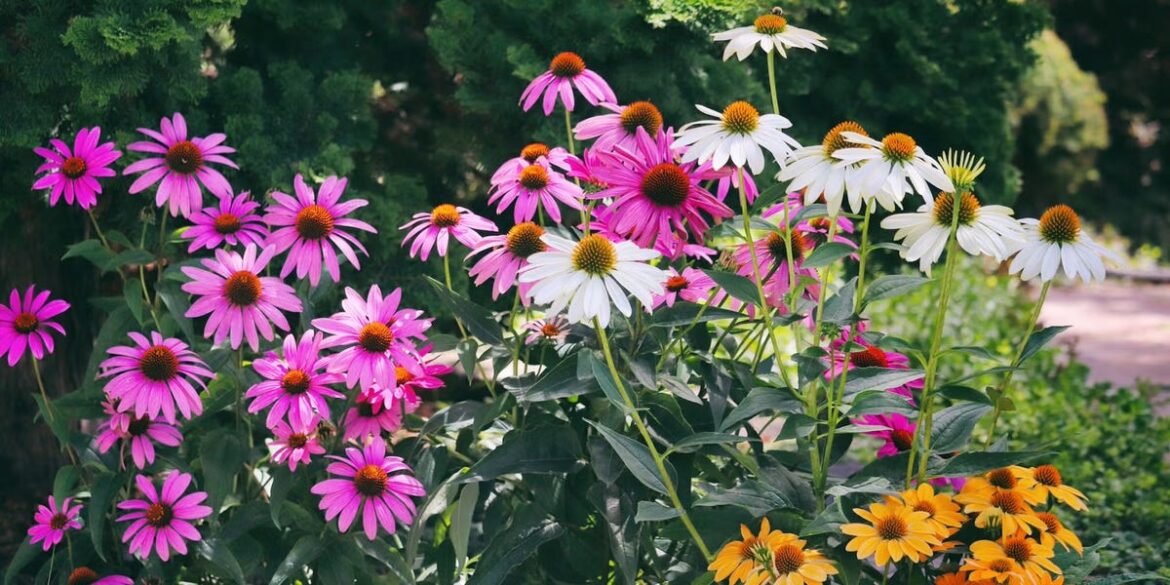 15 Best Drought-Tolerant Plants for Your Garden