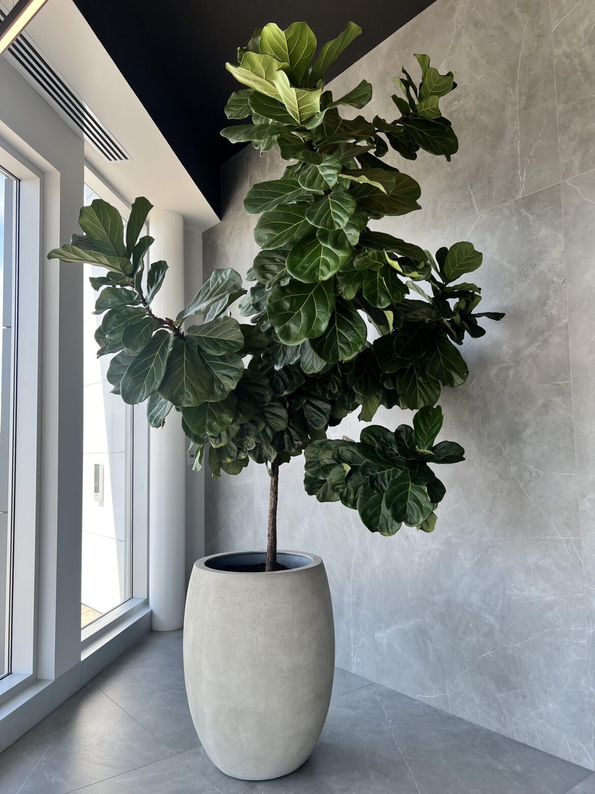 The FLF at my dental office