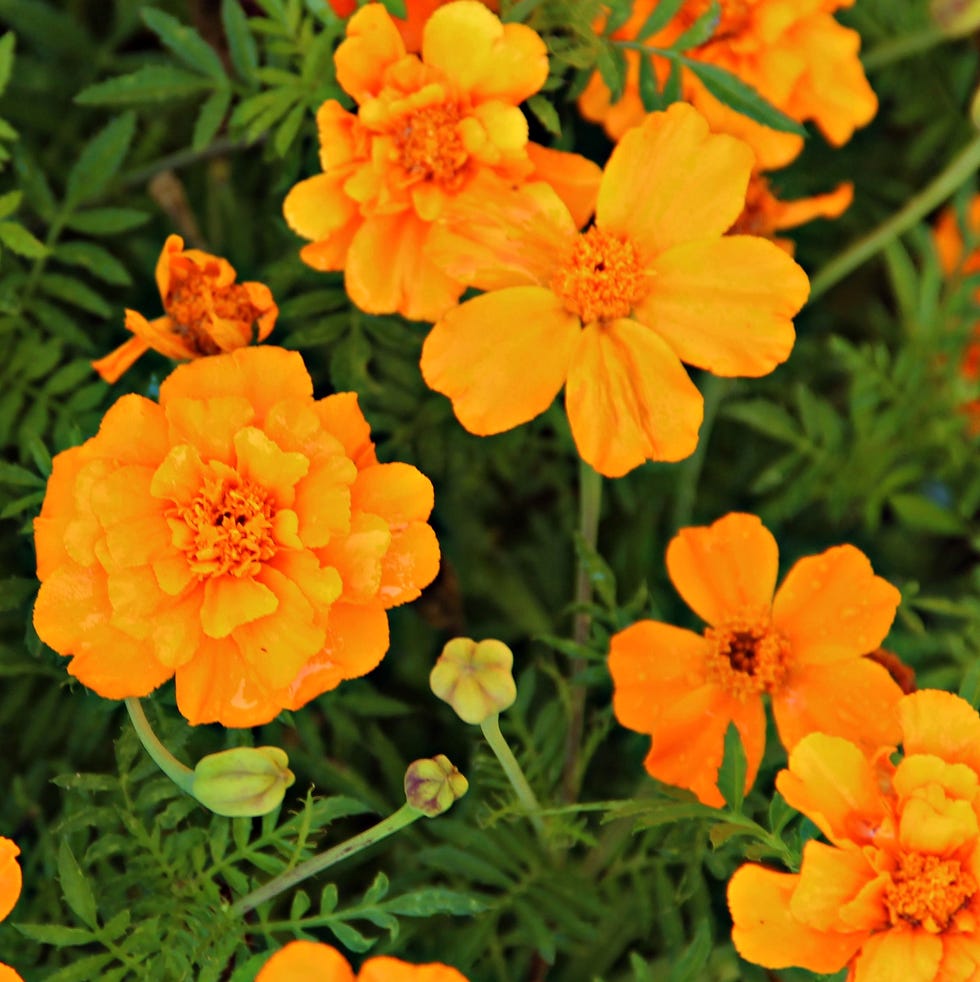 beautiful summer orange flowers of the marigold flower calendula officinalis beautiful summer orange flowers of the marigold flower calendula officinalis