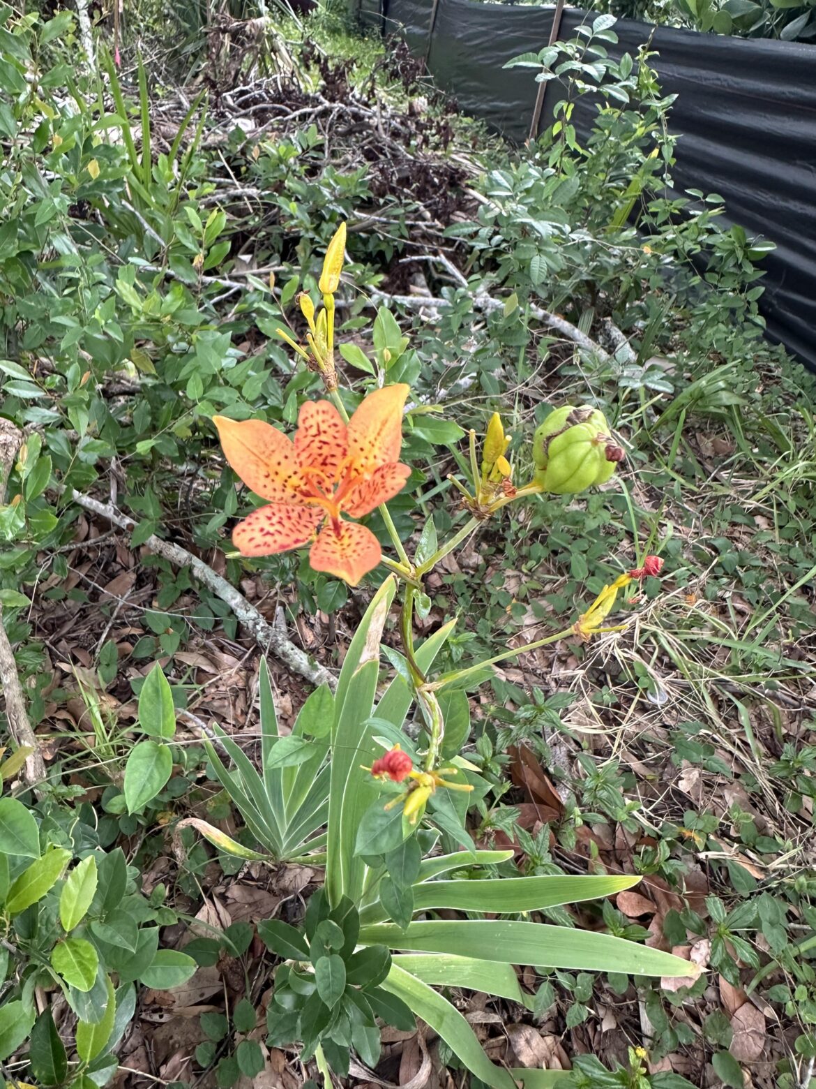 What flower is this?