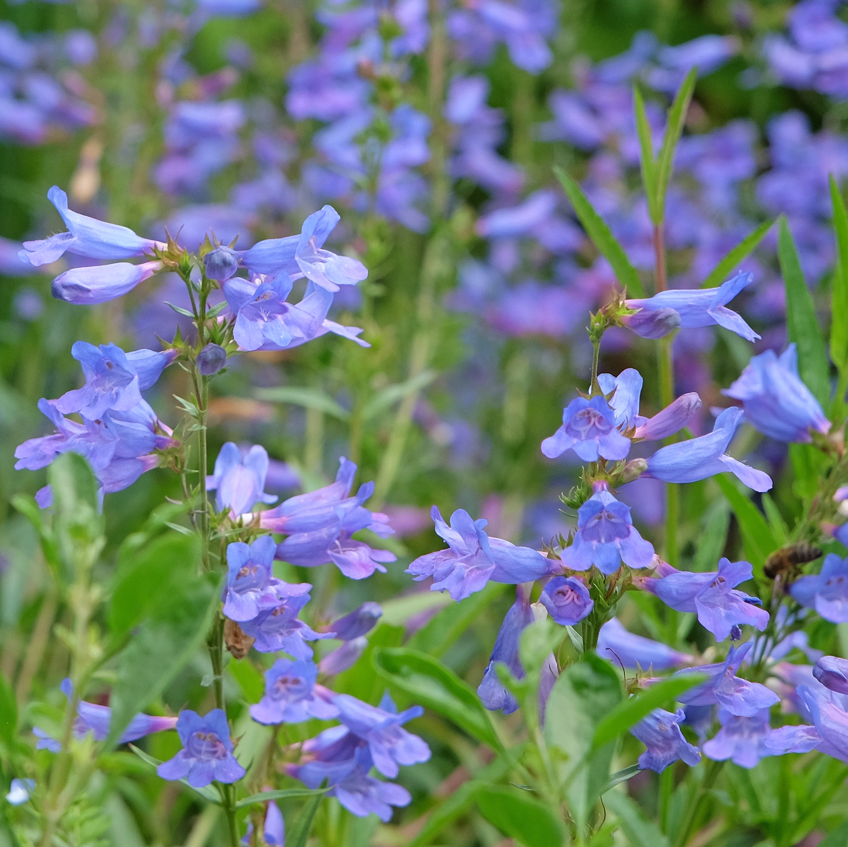 penstemon heavenly blue in flower.