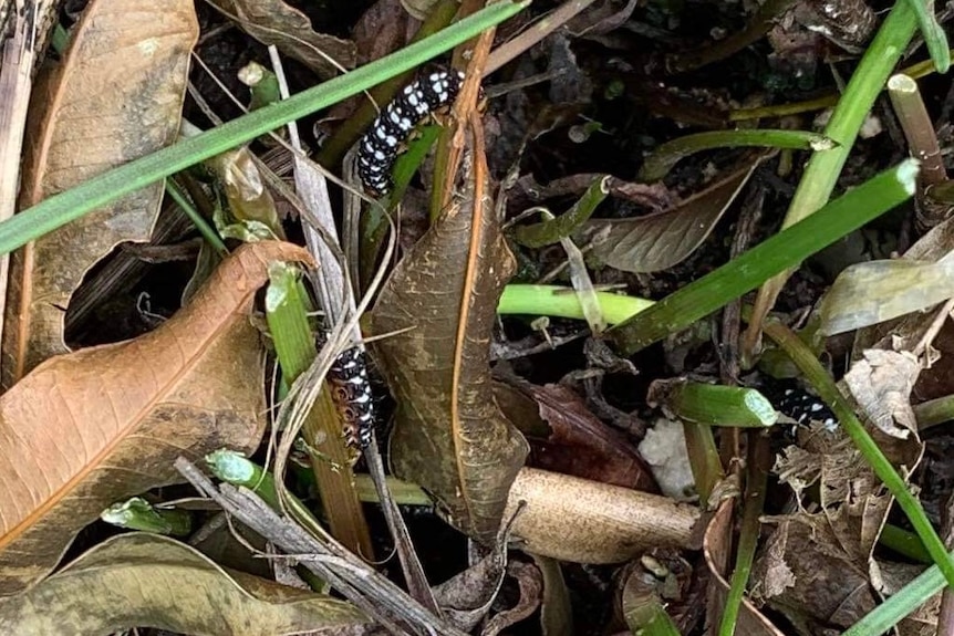 Black-and-white caterpillars in garden mulch