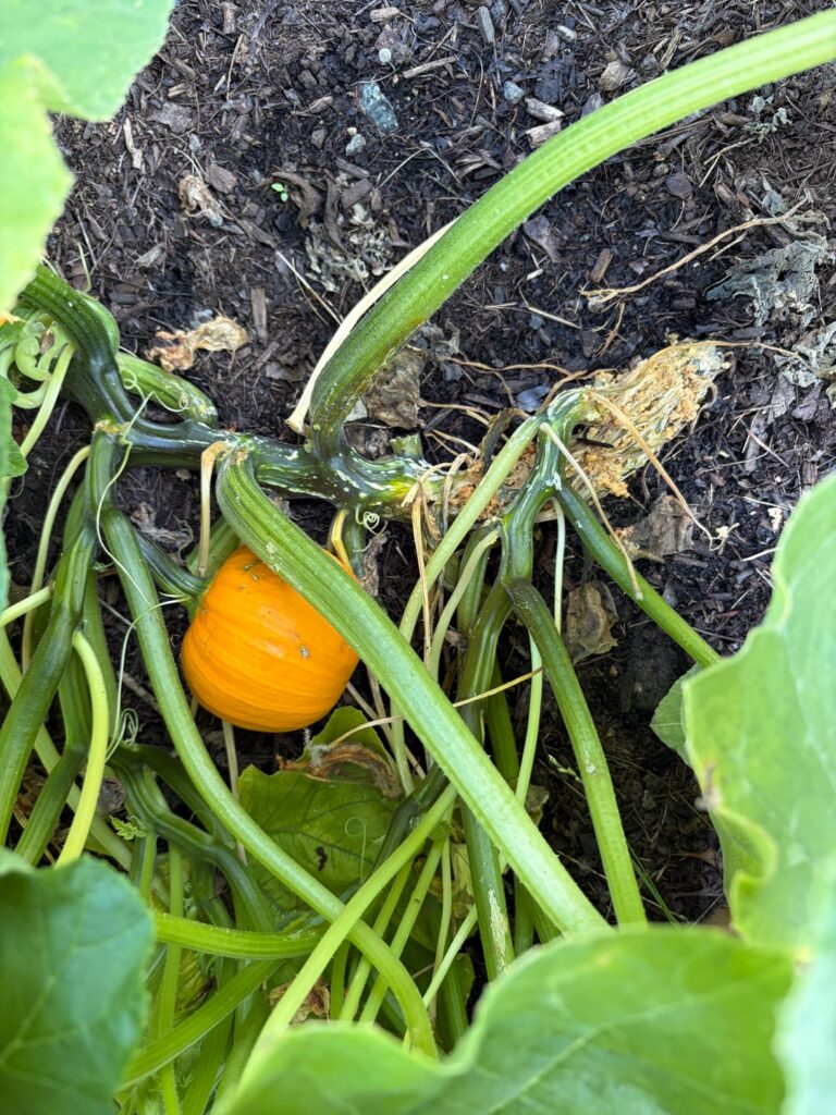 Pumpkins! Pumpkins!