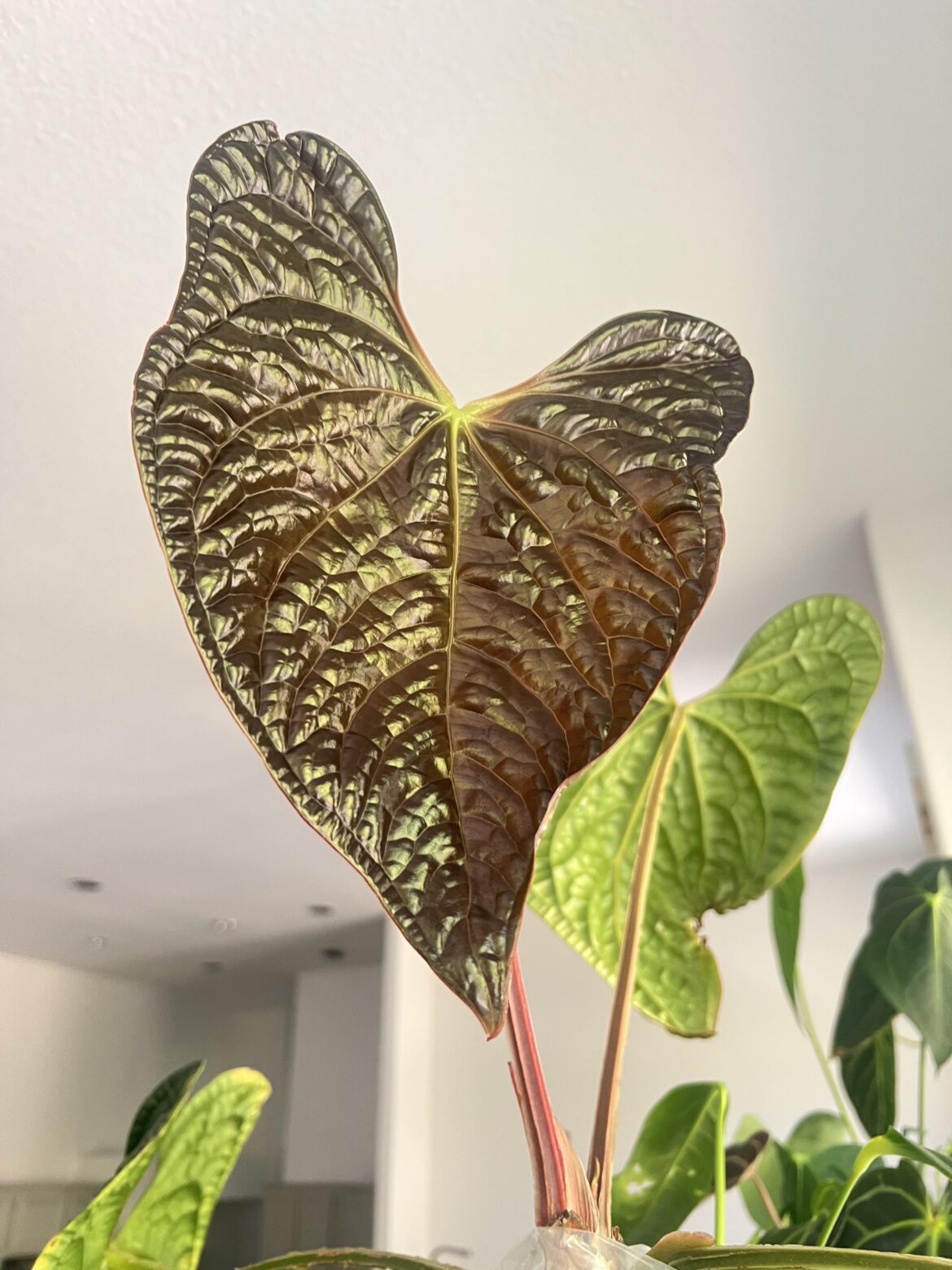 My Anthurium luxurians emergent is softly dancing into the light. 💃🍃
