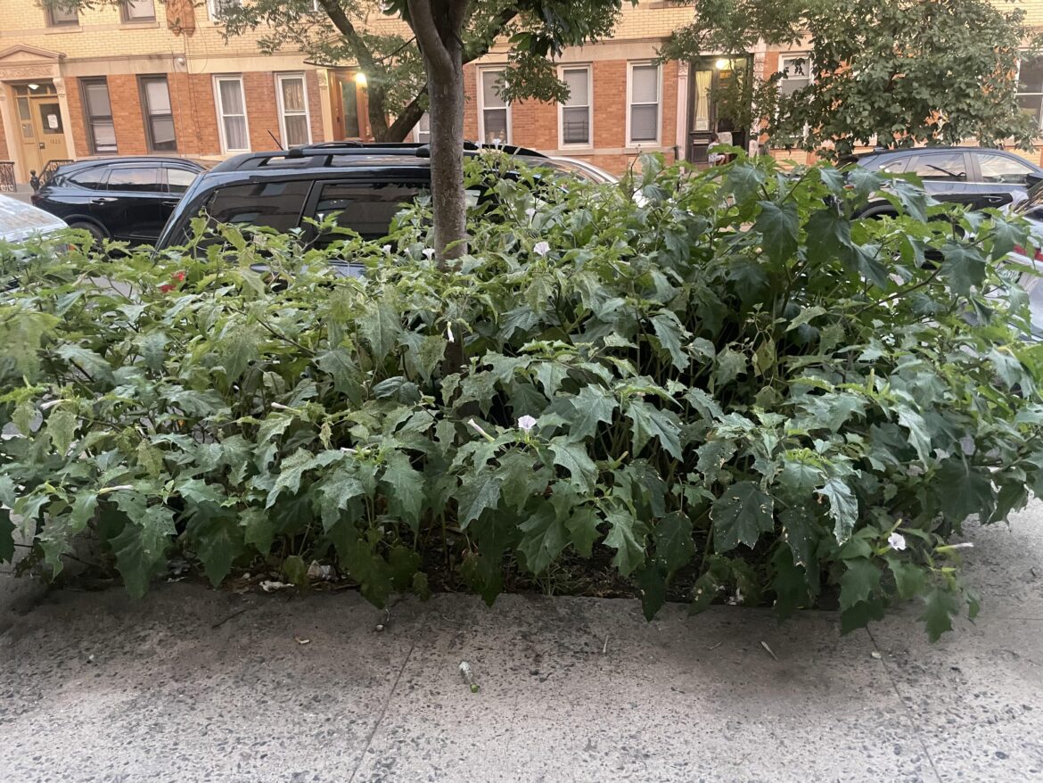 This datura patch in Brooklyn is wider than a car!