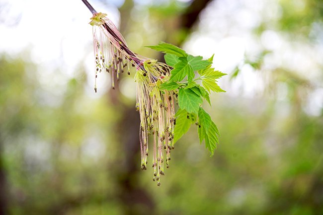 A close up of a thin twig with slim strands hanging down like a chandelier.